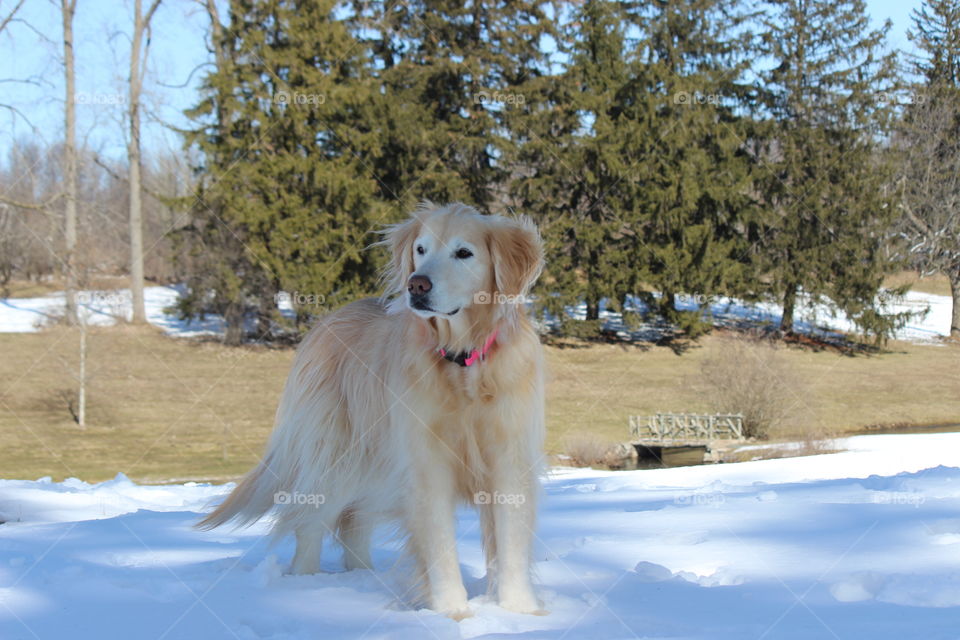 Hanging out at the Park, waiting for the frisbee!