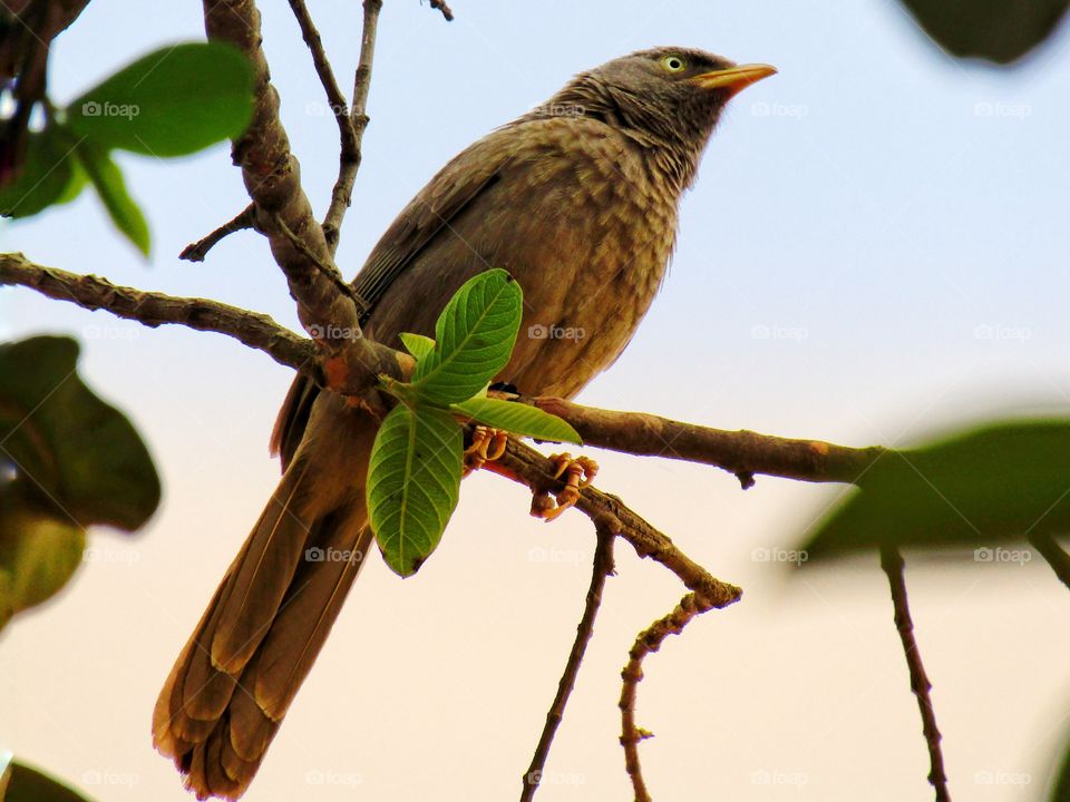 Jungle babbler bird or (Turdoides striata) or beautiful seven sisters or angry bird