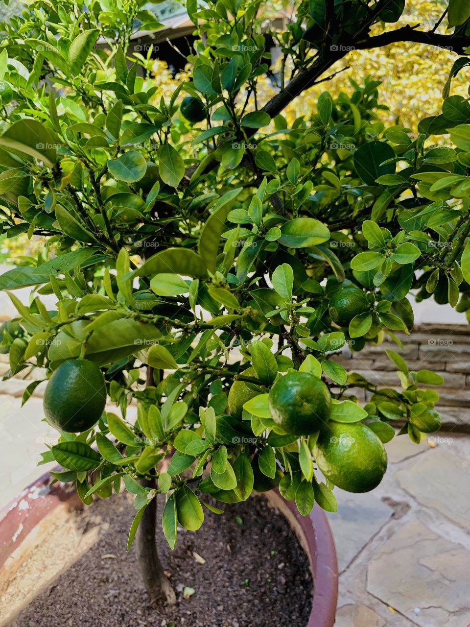 Small green lime fruits on a potted tree. 