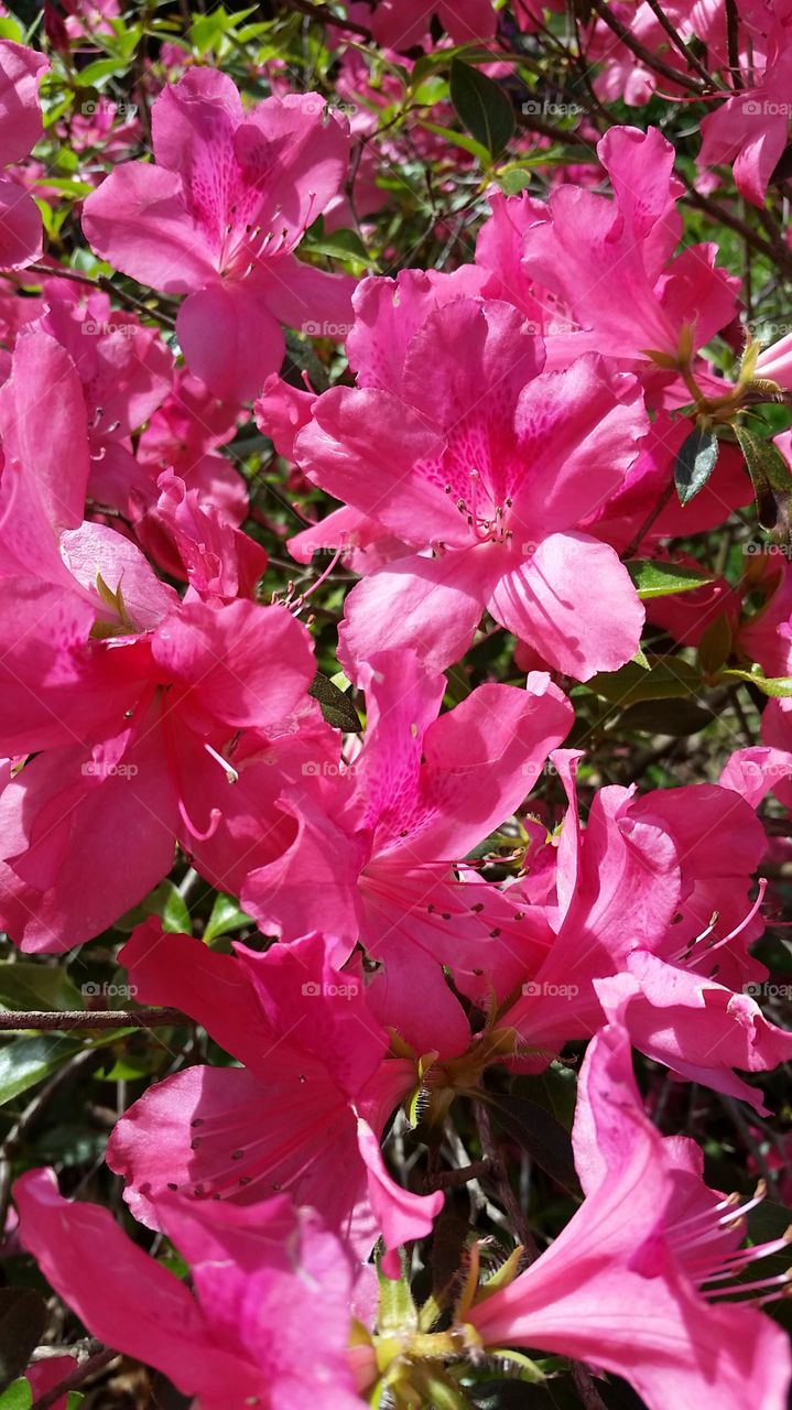 Spring Blooms - azaleas
