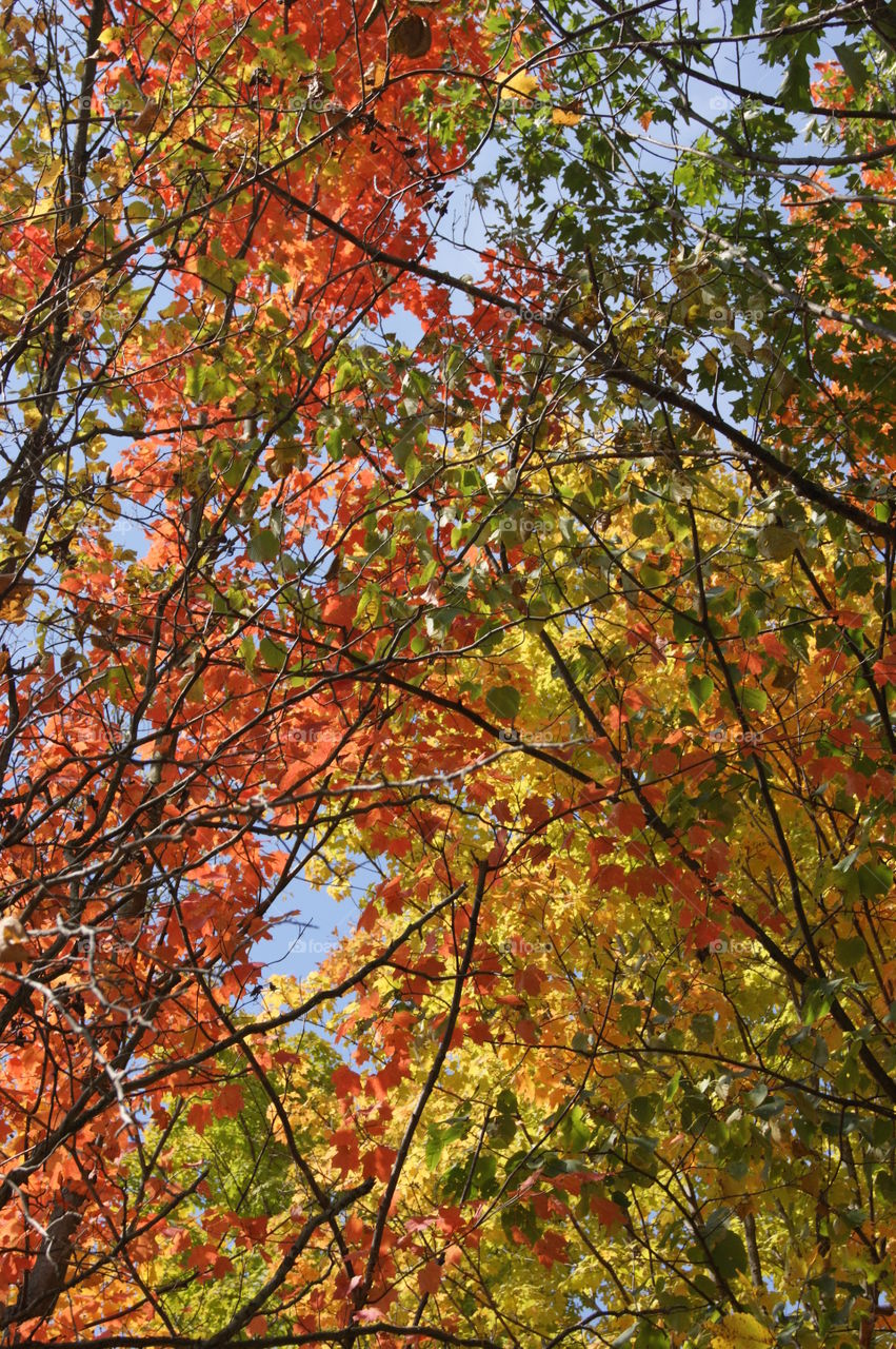 Beautiful fall colors in Michigan 