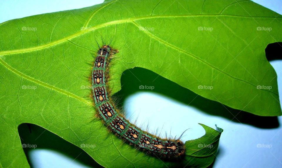 Chester the Caterpillar