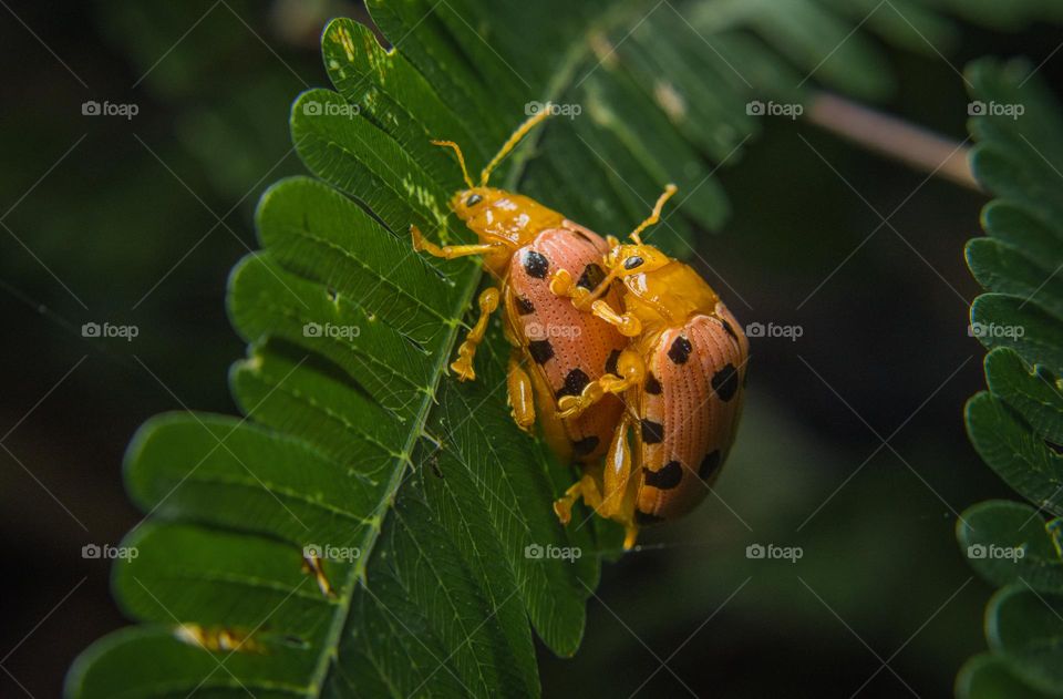 closeup of couple Mexican beetle in leaf
