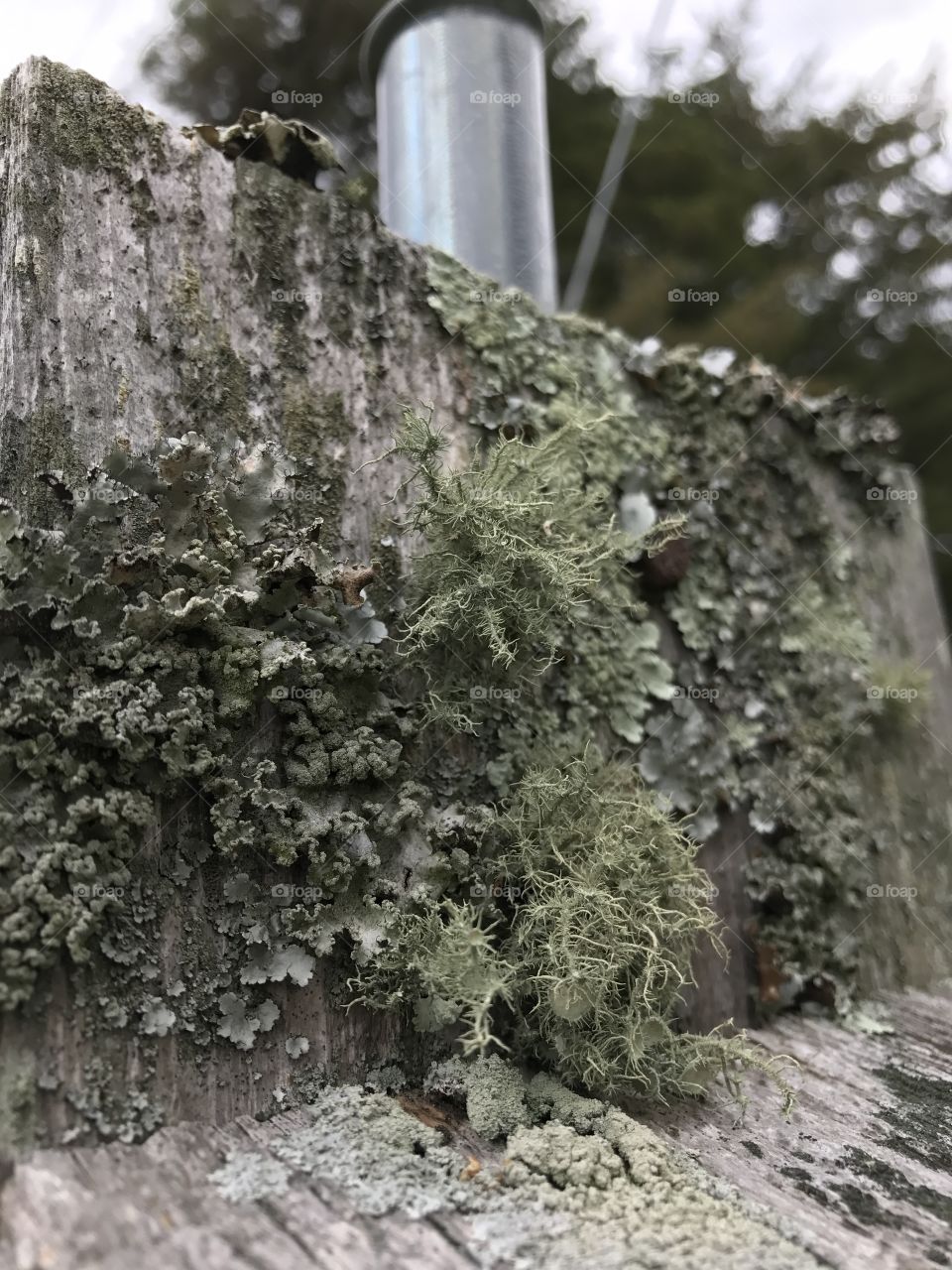 Mossy 