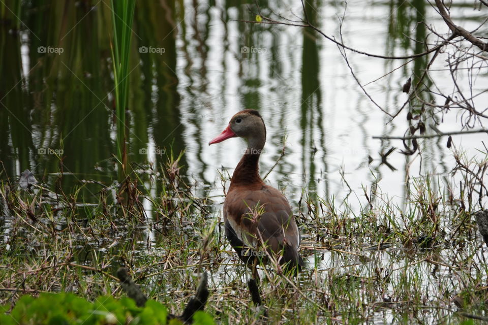 Whistling duck in the wetlands.