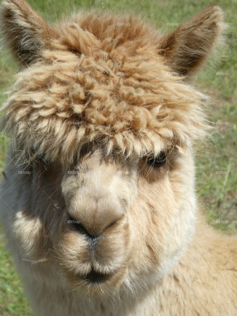 Alpaca 