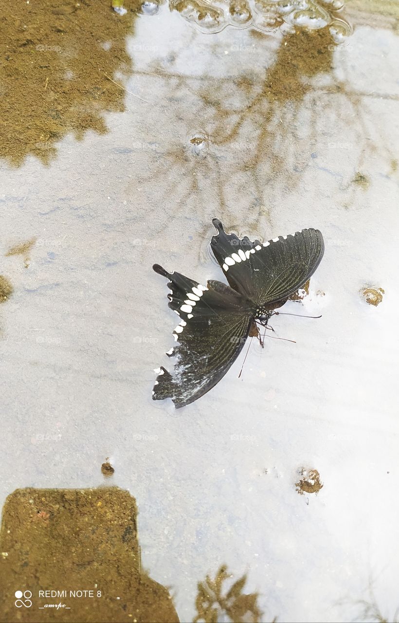Common mormon butterfly with a torn wing trapped in a puddle of water during a rainy day. I saved this poor critter and helped it fly away again after letting it dry its wings in a safe environment.✨
