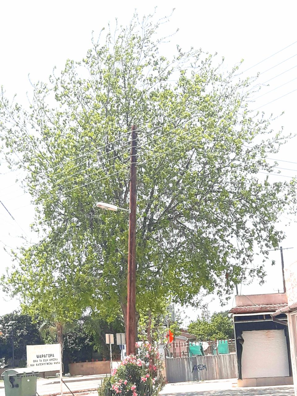 beautiful green tree