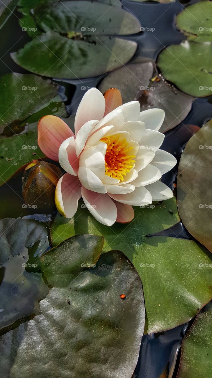 Waterlily in bloom