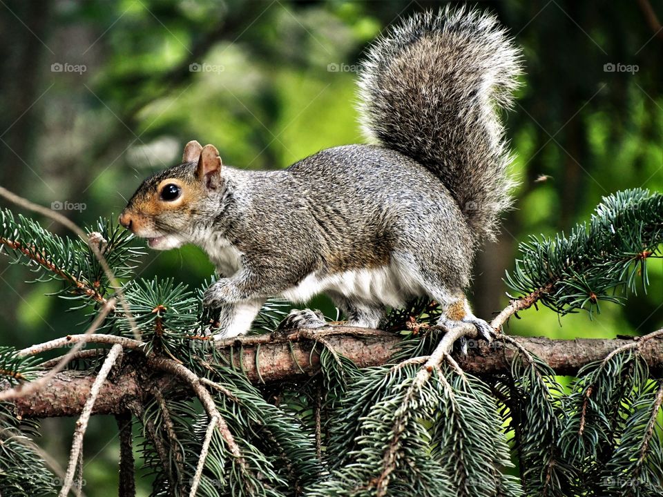 Squirrel on a limb