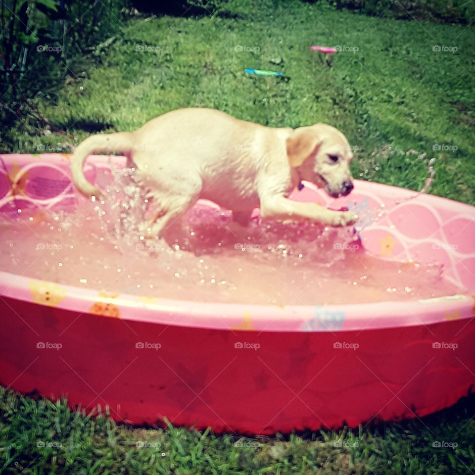 Puppy playing in the pool