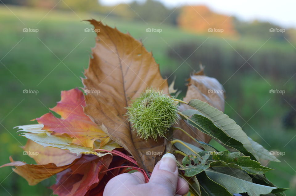 autumn in macro