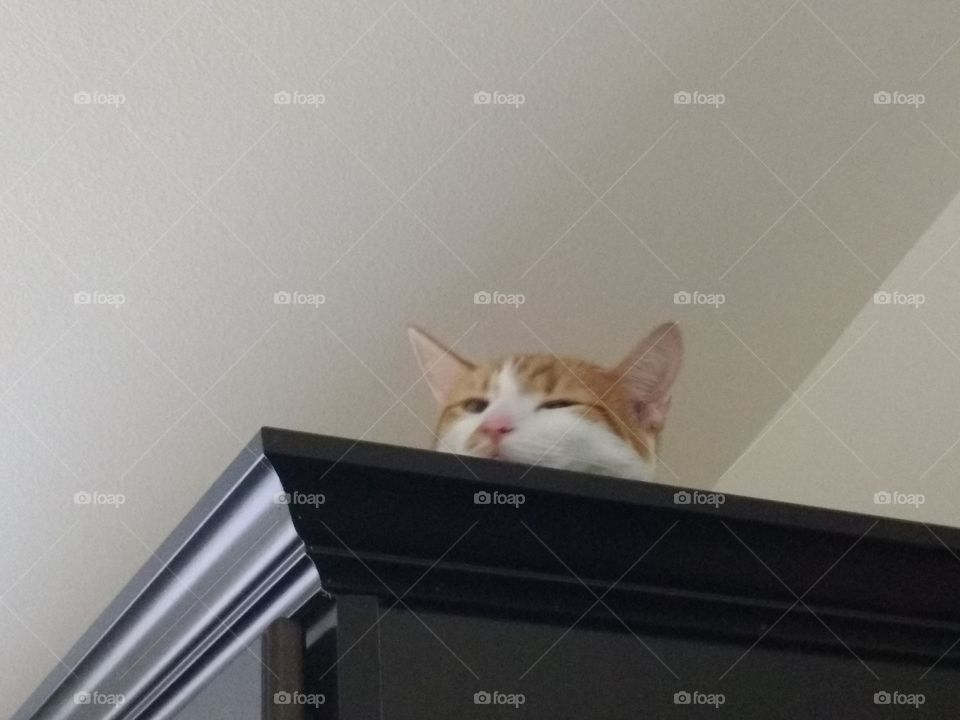 our cat really likes his perch up on top of the cupboard