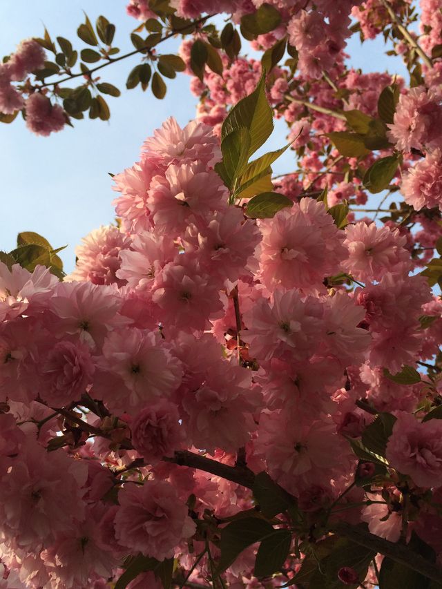Flowering tree