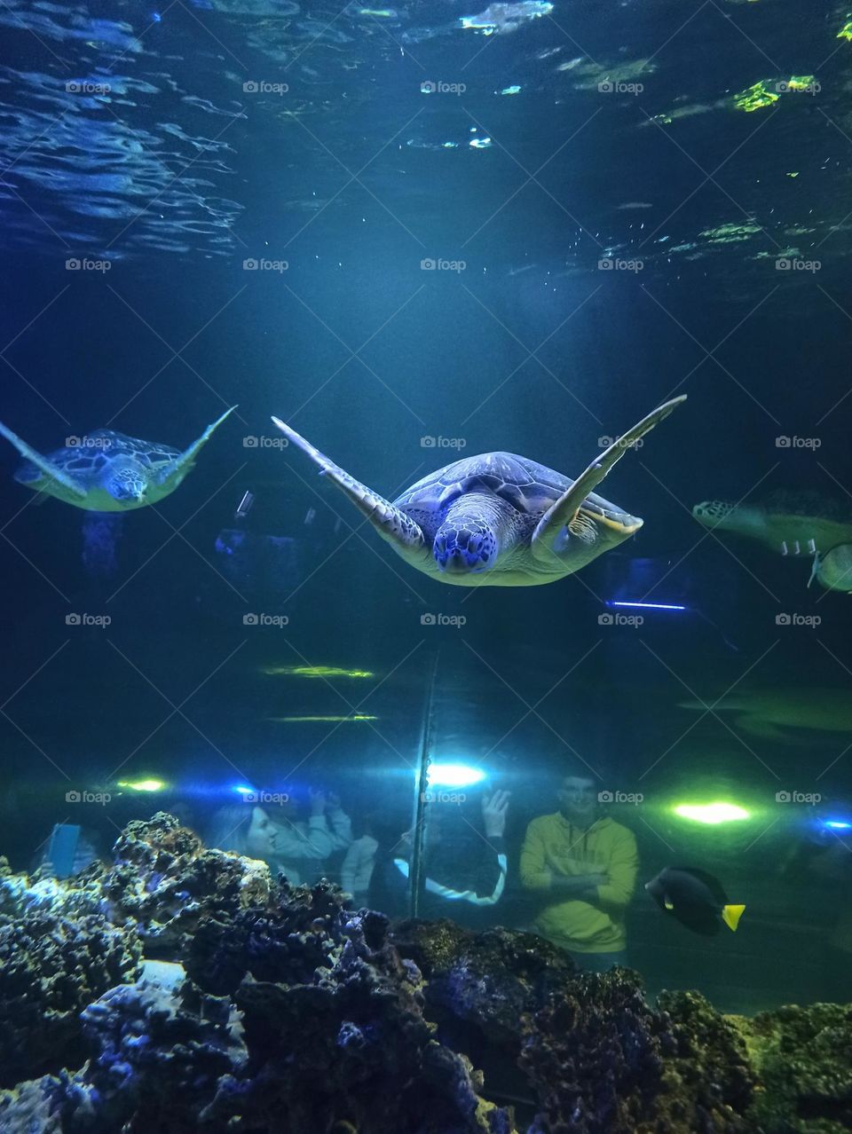 Glimmers: small moments of happiness. Sea turtle.