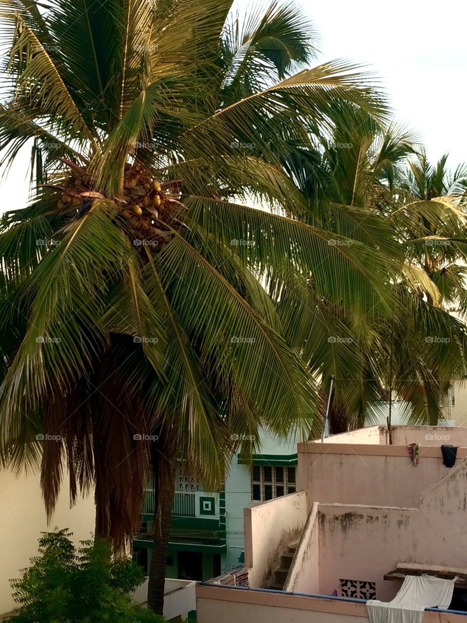 coconut trees in city area