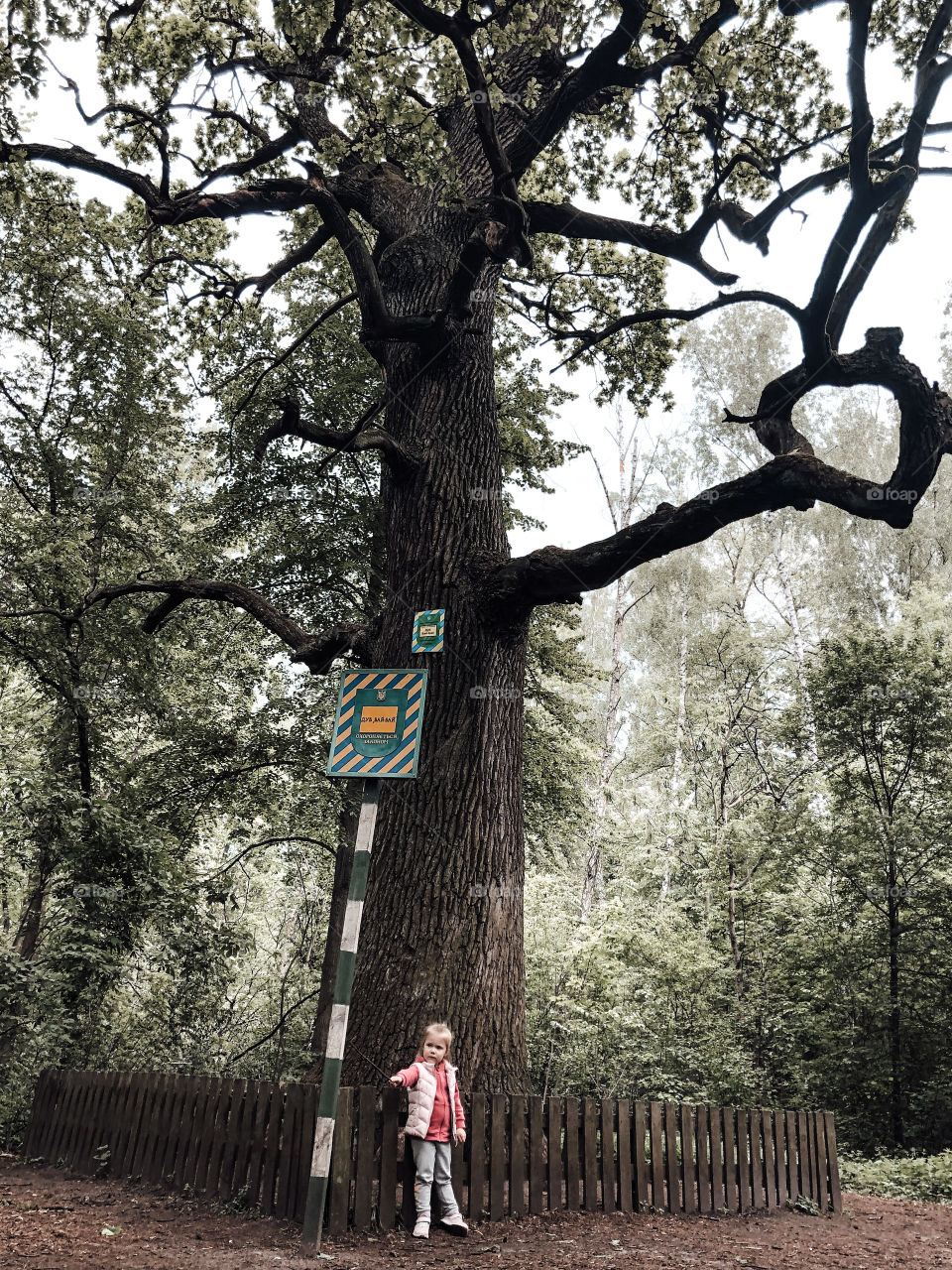 big tree and little girl