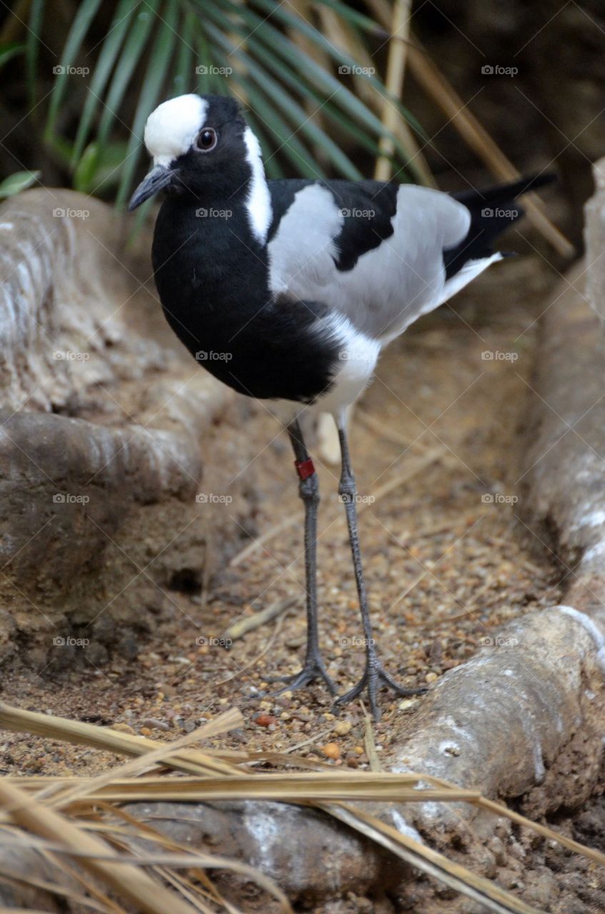 A wader at the zoo in Antwerp.