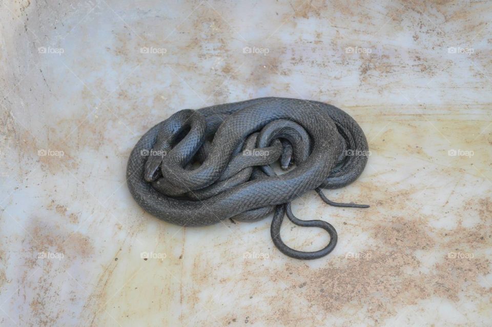 Snake Canicattini Bagni(SR)