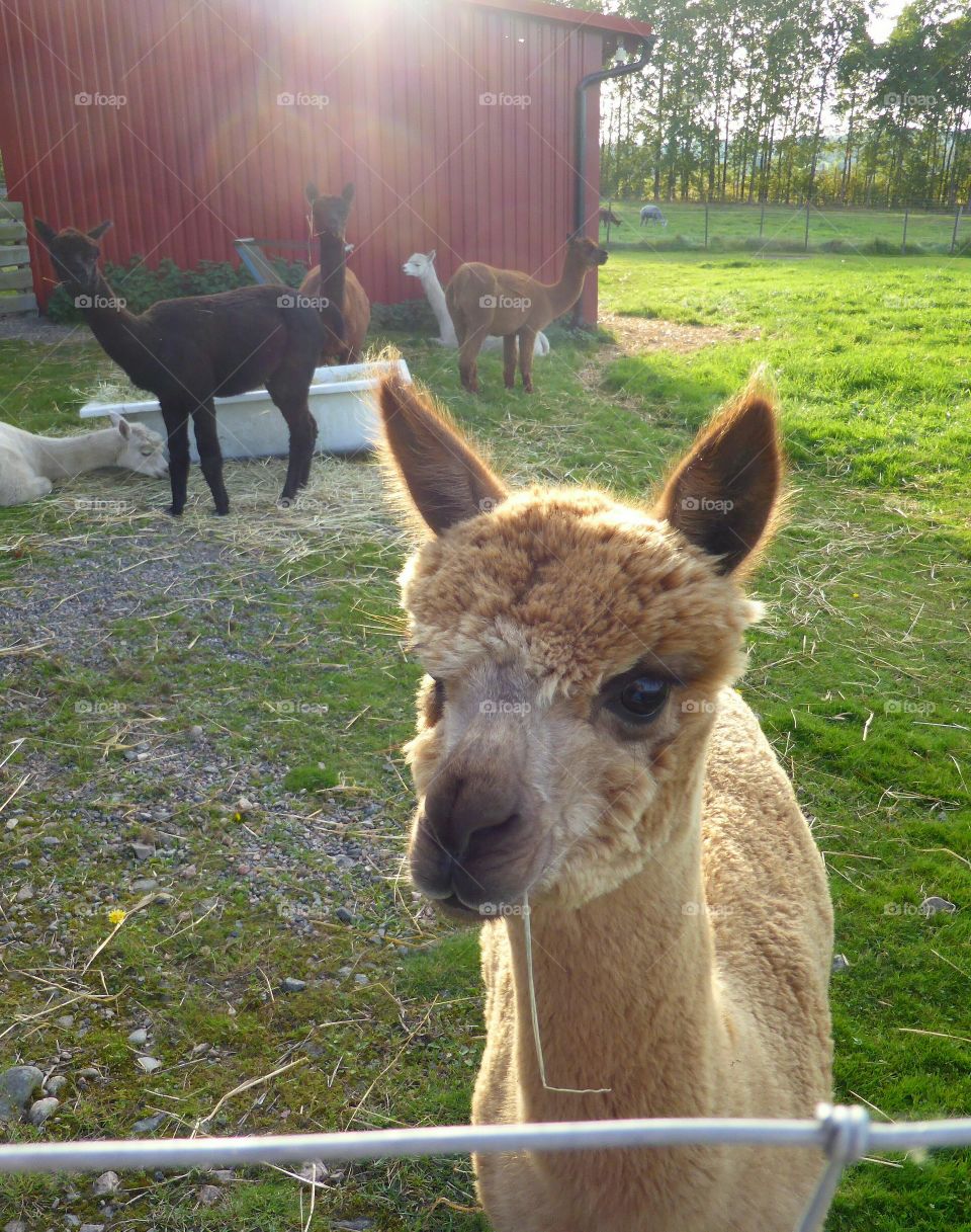 baby alpaca