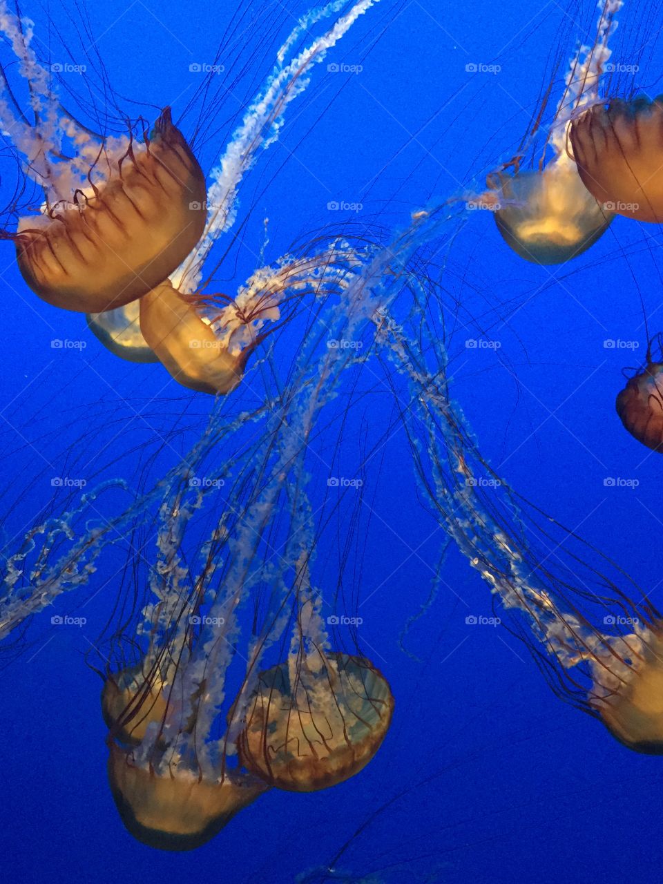 Jellies. Jellyfish at Monterey Bay Aquarium