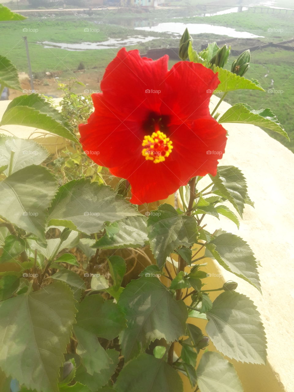 beautiful hibiscus flowers