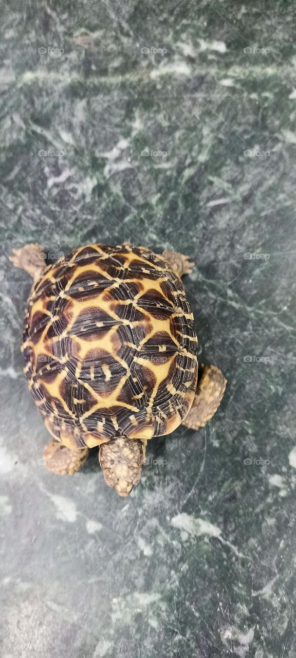 tortoise