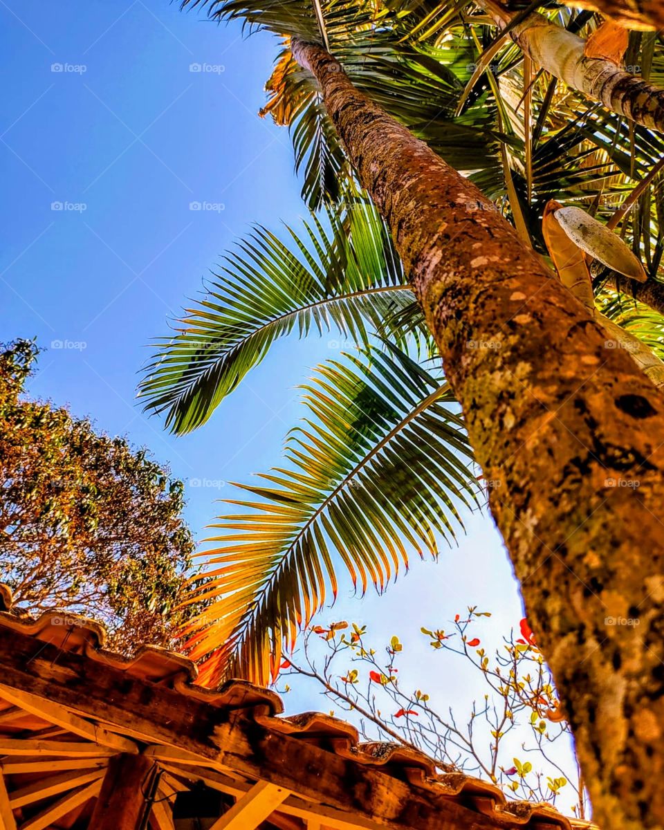 lindas cores do verão