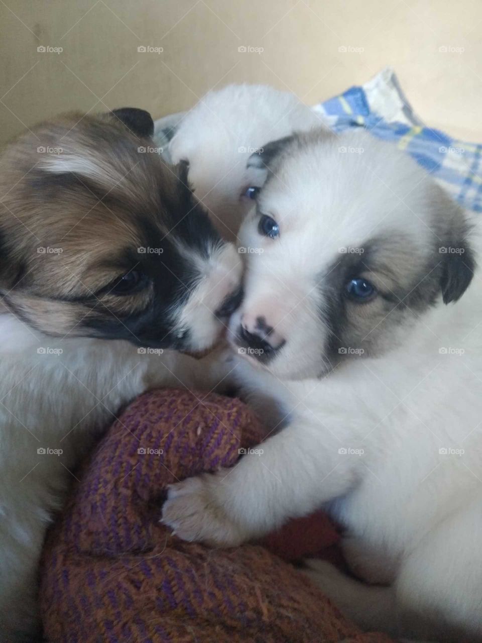 Brother and Sister dog's puppy while they are kissing each other .