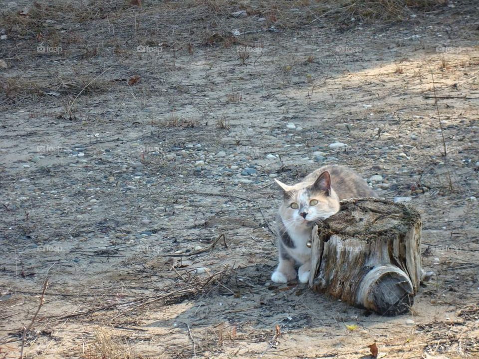 My Cat enjoying the beach of Lake Huron in Cheboygan MI