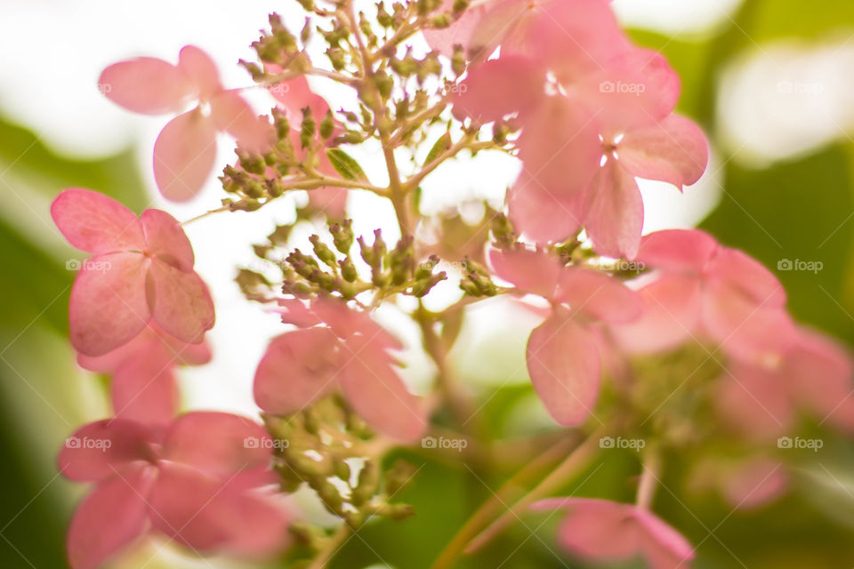 Pink flowers 