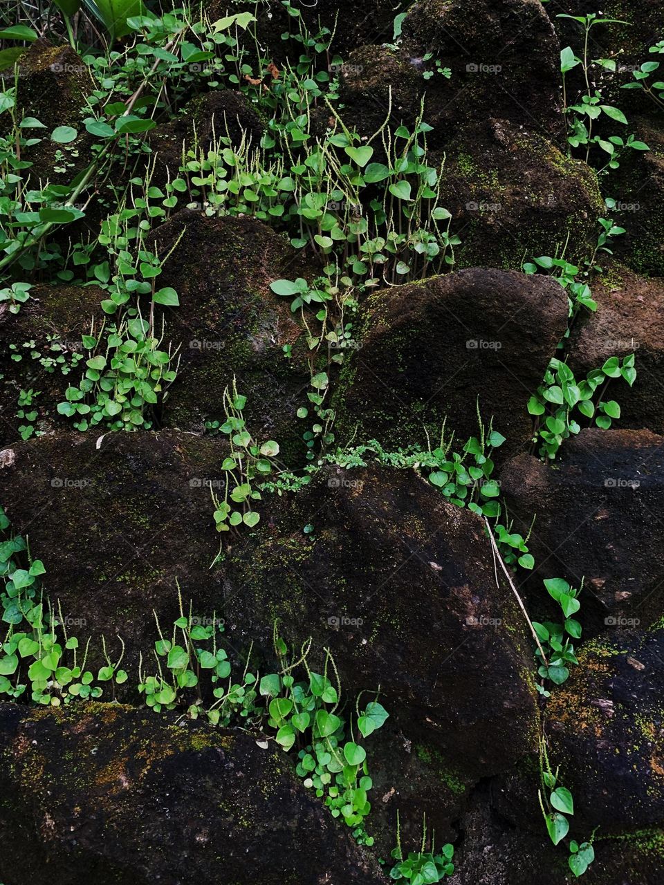 Overgrown with grass stones