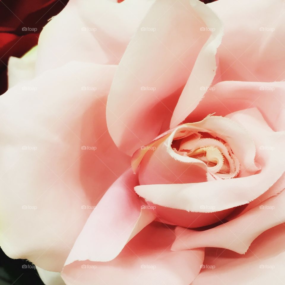 Soft Pink Rose Closeup