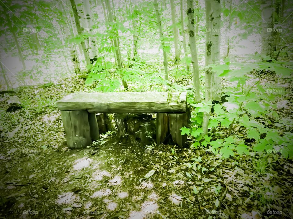 Bench in the woods 