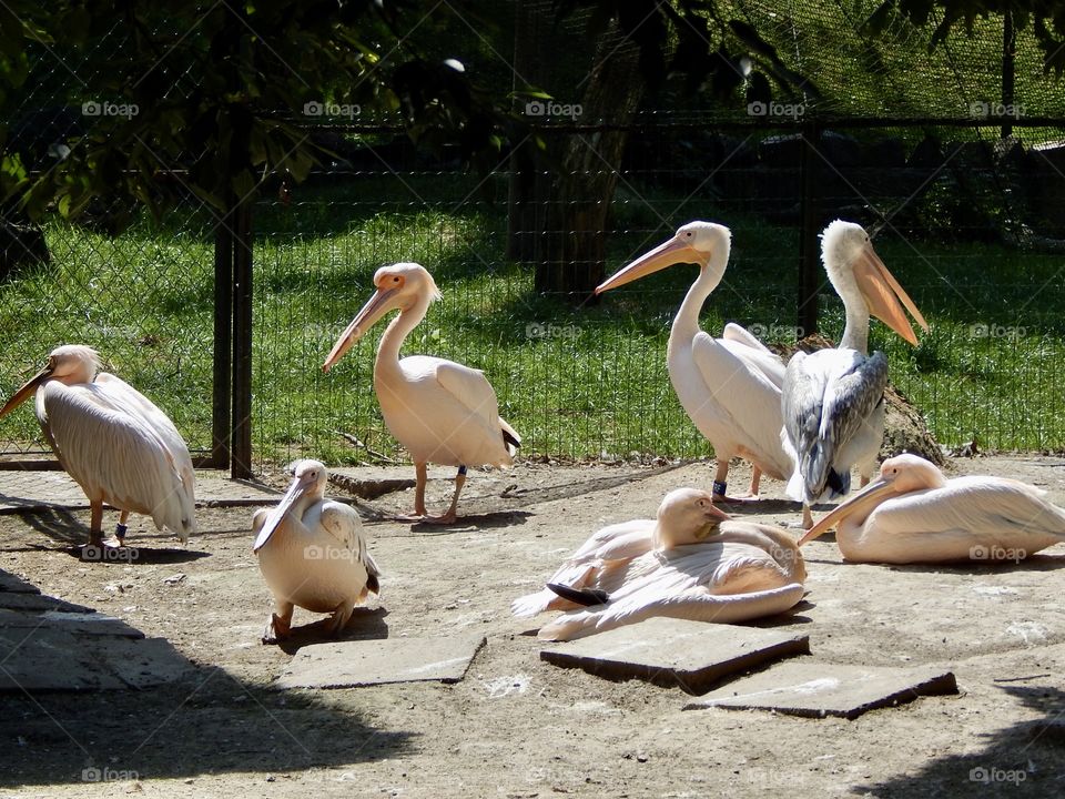Pelicans in the Krakow zoo 