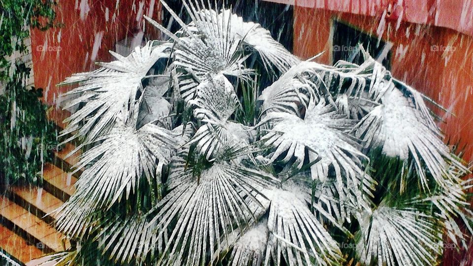 Snow on Palm