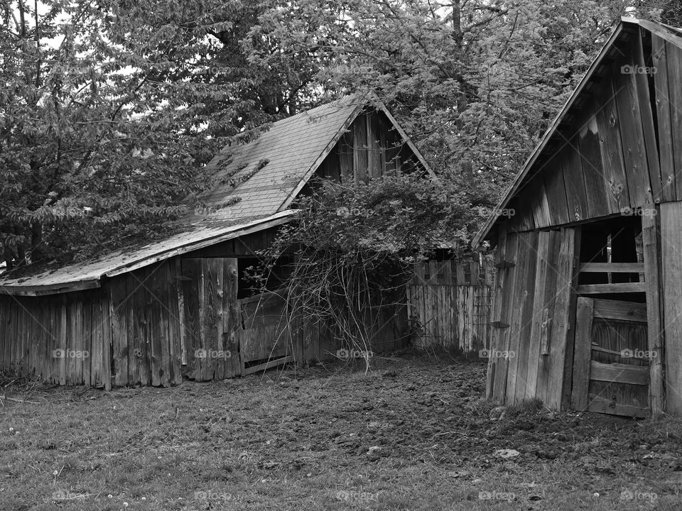 Two old worn worn wooden barns in the trees at the edge of a pasture. 