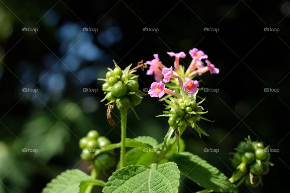 Buds and bloom