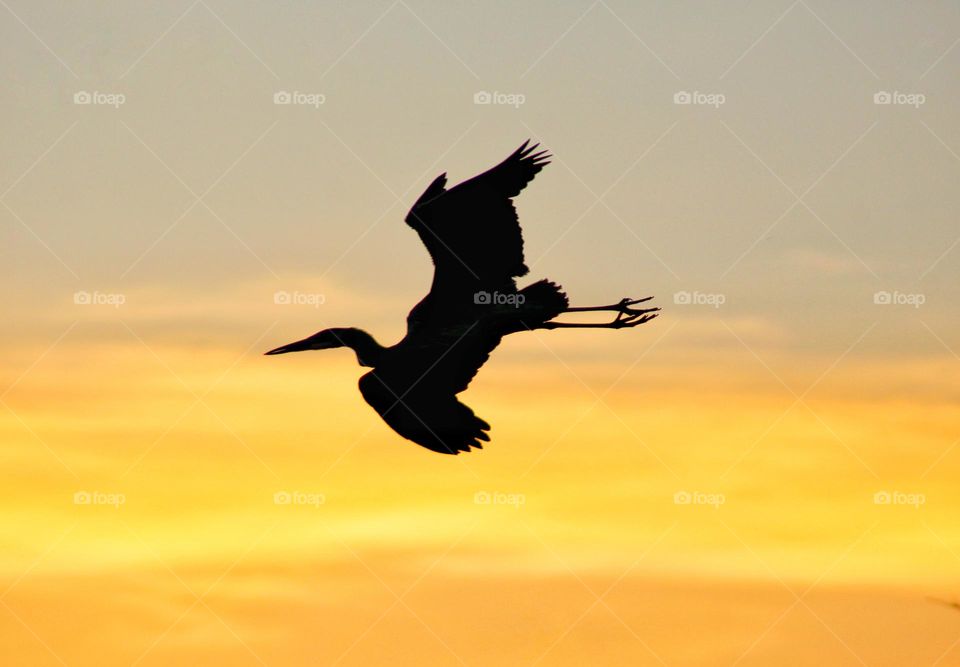 silhouetted flying heron