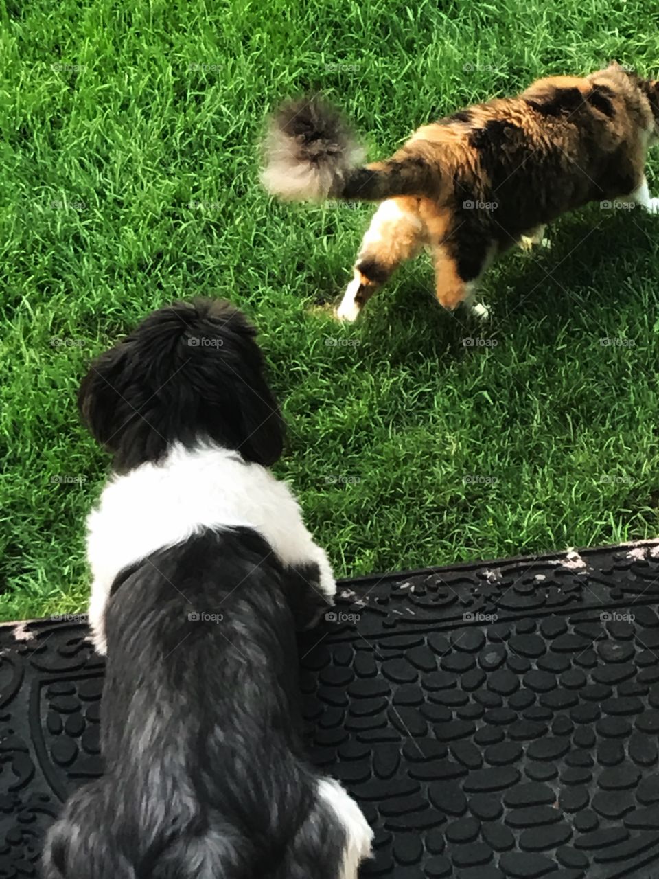 The Cat Has Left the Building