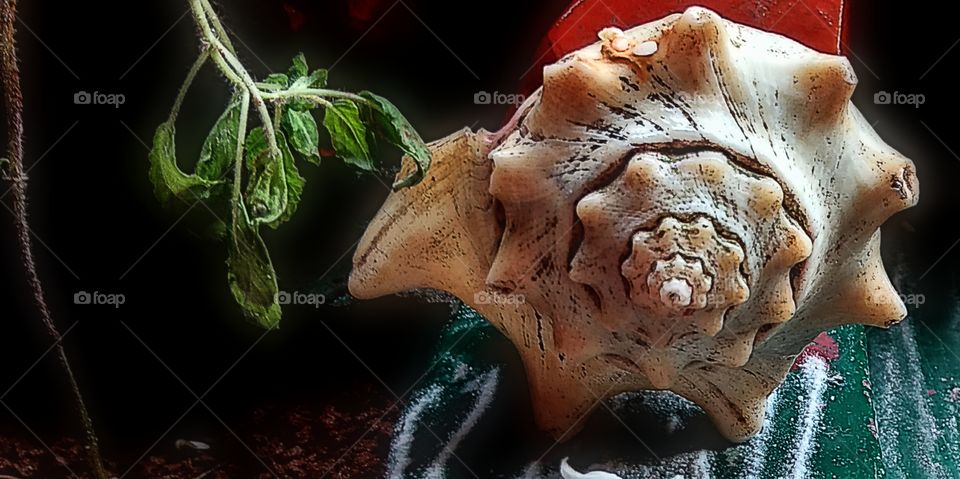 Conch shell