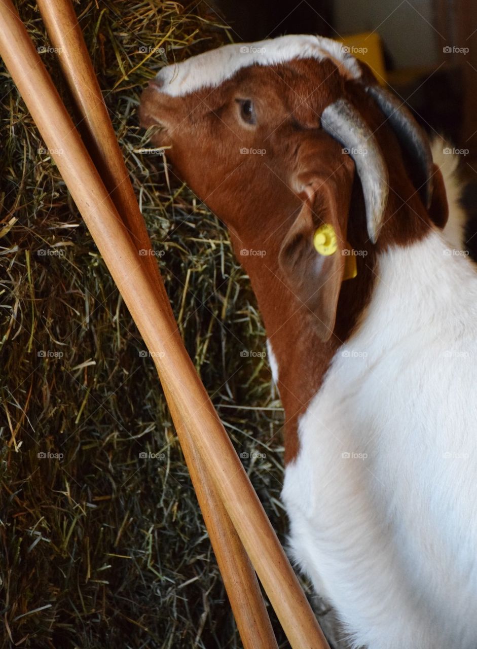 Dinnertime On The Farm