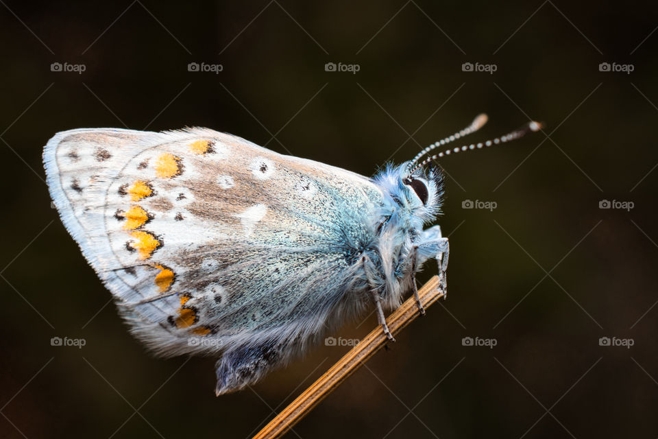 Common blue butterfly