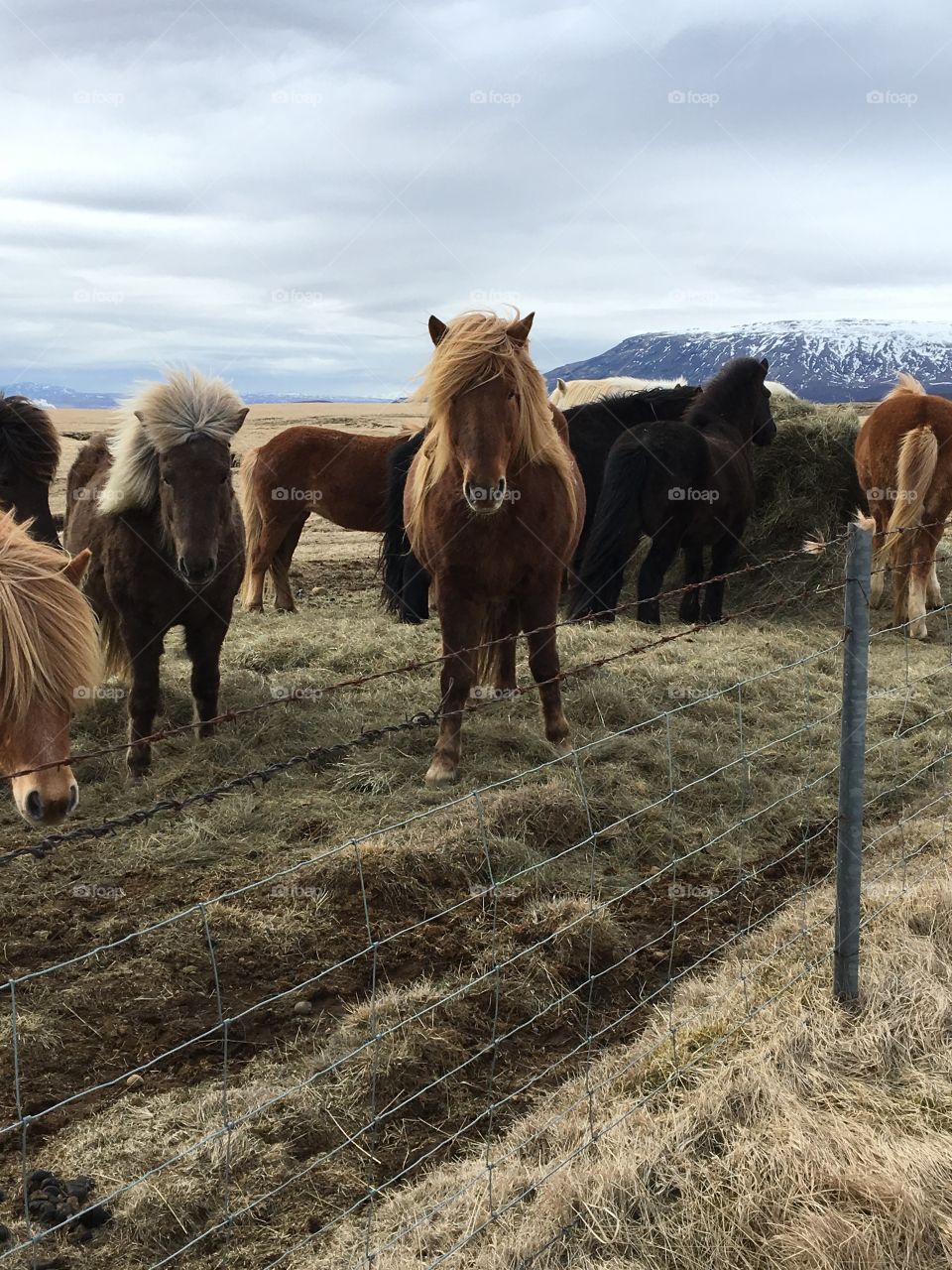 Horses in Iceland 