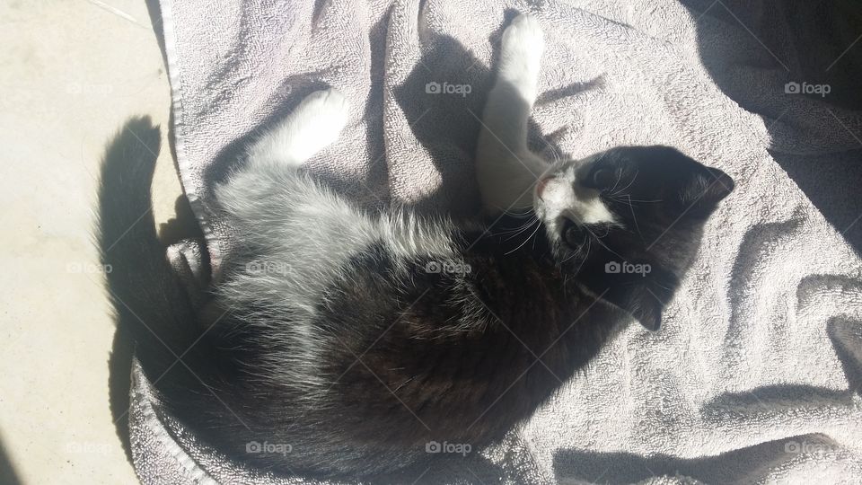 kitten enjoying the sun