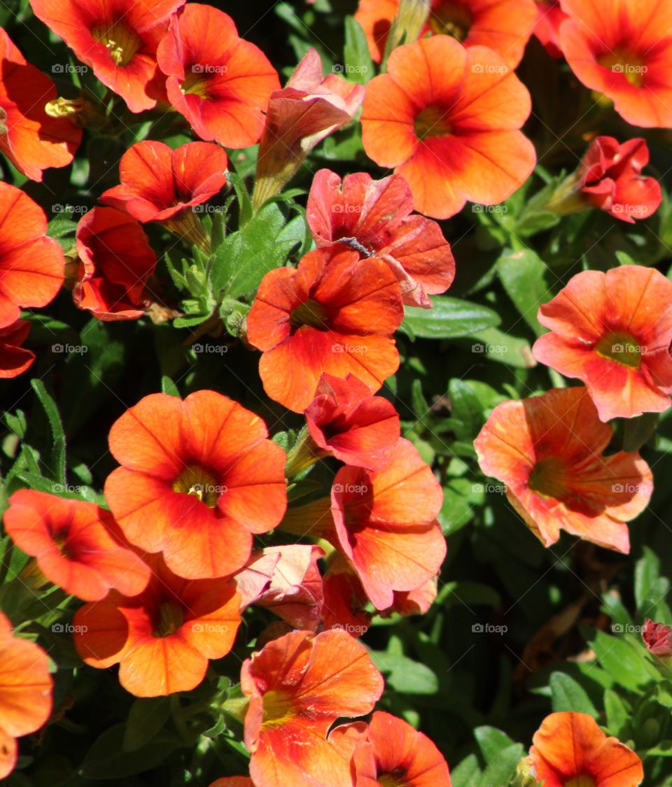 Bright orange petunias with leaves 