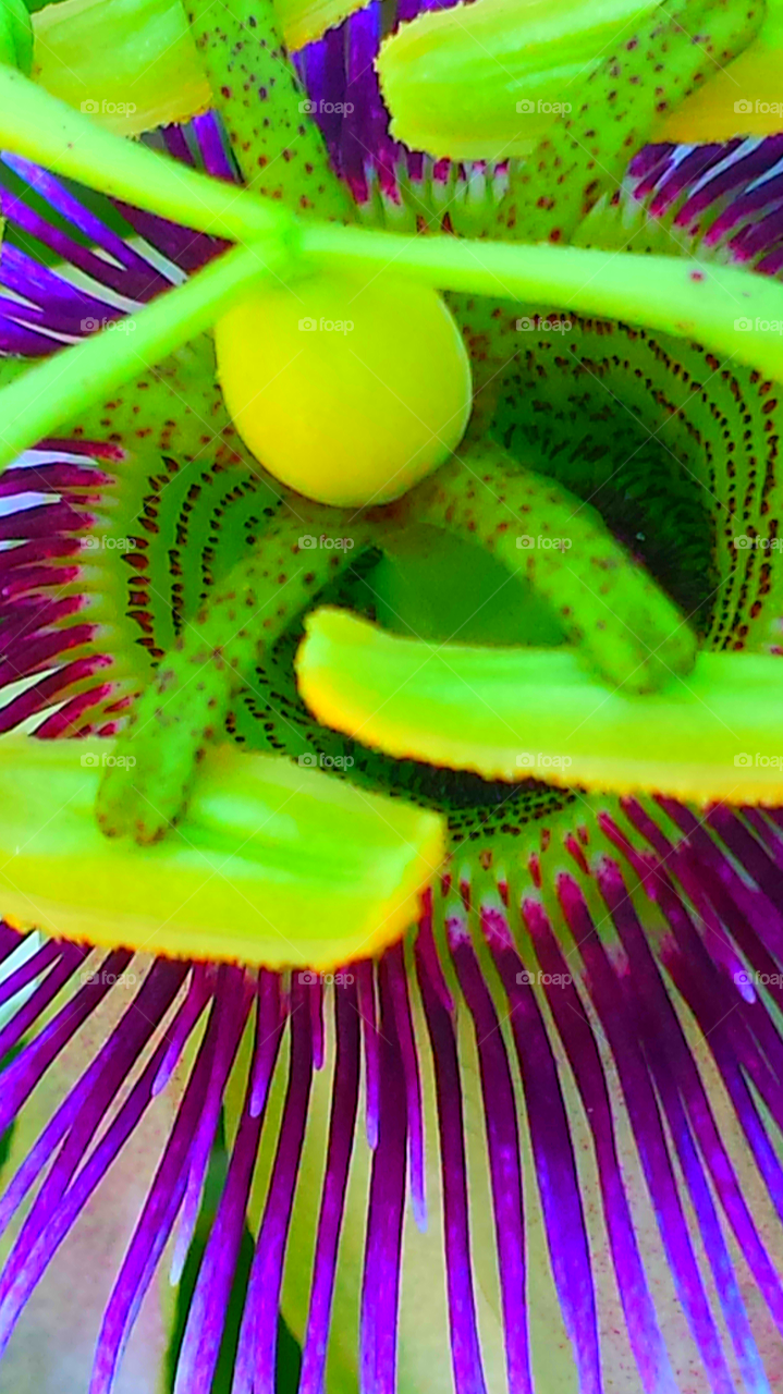 "Purple & Pink Passion Flower"