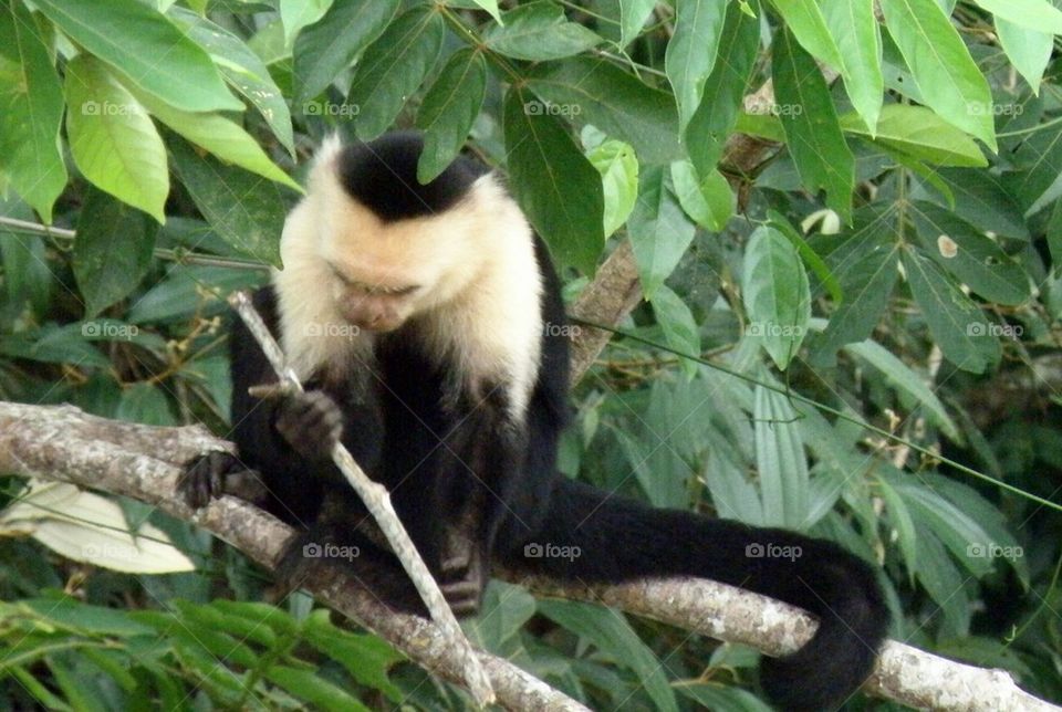 White headed capuchin monkey with stick