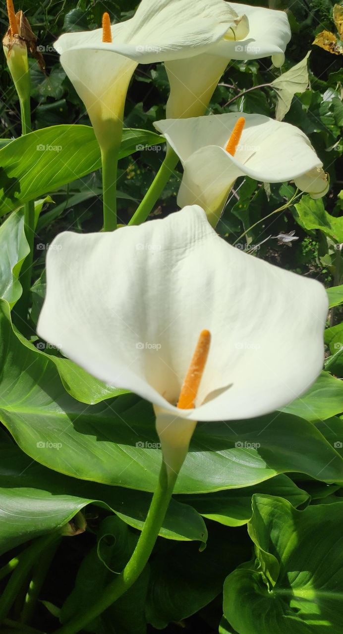 Zantedeschia aethiopica