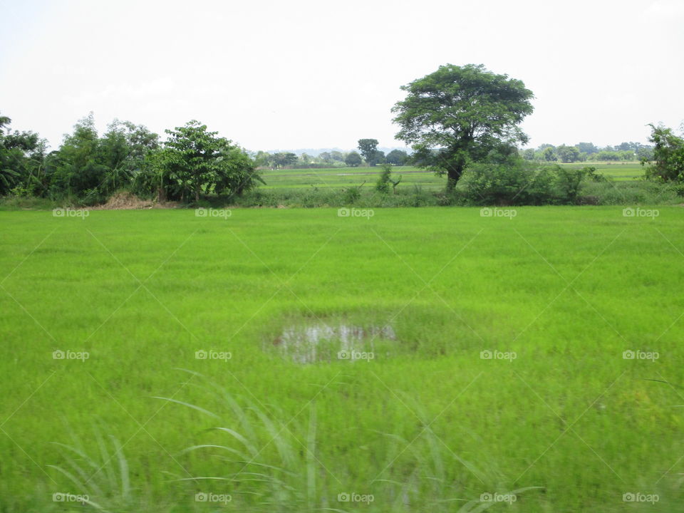 water on center field